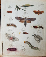 Ueber den Raupenfraß und