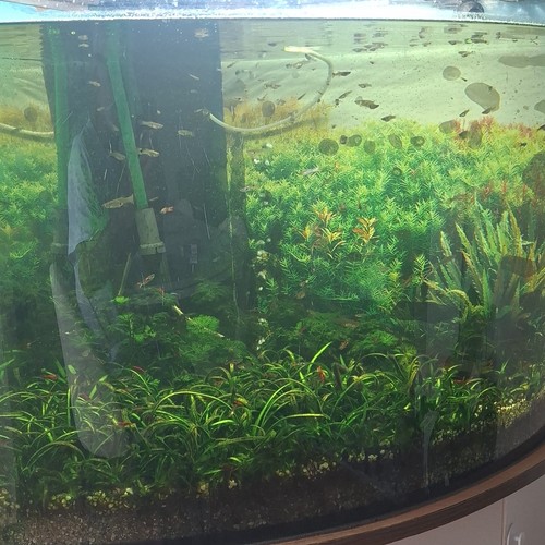 Eckaquarium komplettaquarium - eckaquarium,