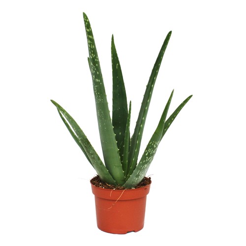 Exotenherz aloe vera ca - exotenherz,