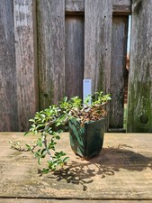 Ficus Burtt-Davyi Bonsai