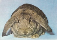 Alte Postkarte - Deutsches Widderkaninchen