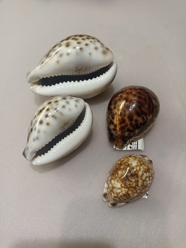 Cypraea tigris - 4x,