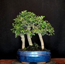 BONSAI CHINESISCHE ULME ULMUS