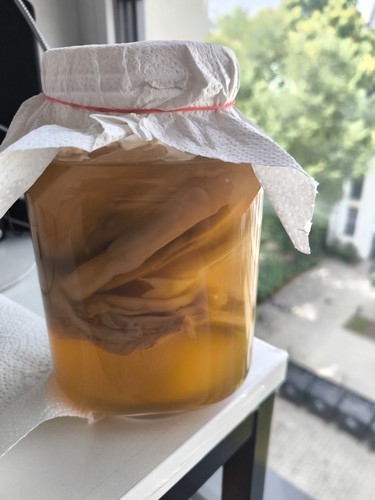 Kombucha scoby teepilz mit - teepilz,
