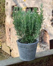 Zink Blumentopf Vintage-Stil