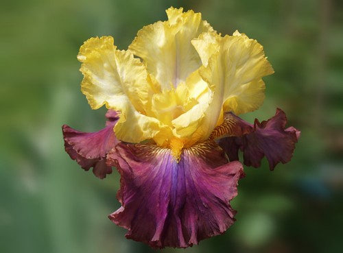 Schwertlilie iris hotel - /, "
