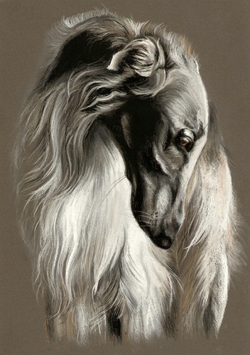 Windhund levrier barsoi - *,