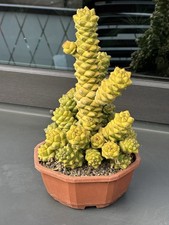 Monadenium (euphorbia) Gelb