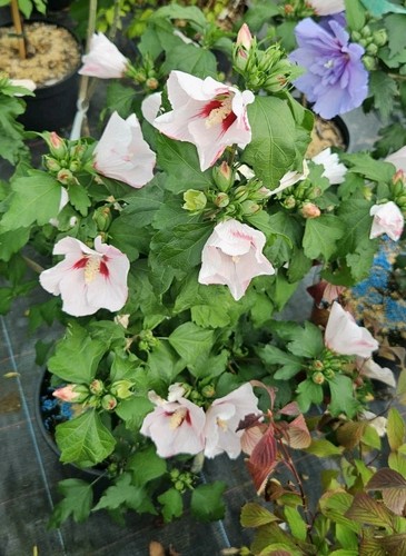 Hibiscus syriacus hamabo - syriacus, 'hamabo'