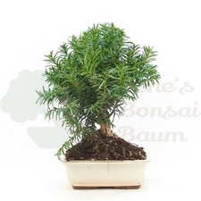 BONSAI Eibe Hybrid 'Taxus