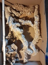 alte echte Koralle fürs Aquarium