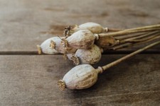 NaDeco Mohn Kapseln getrocknet