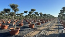 Olivenbaum Pom Pon Olea