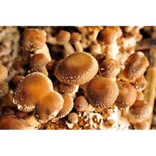 das ORIGINAL: Shiitake-Block PILZZUCHT Shitake einfach DAHEIM selbst züchten!