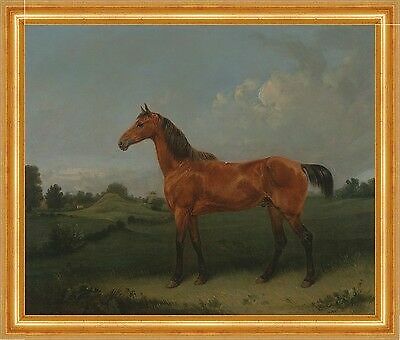 Bay horse field edmund - bay,