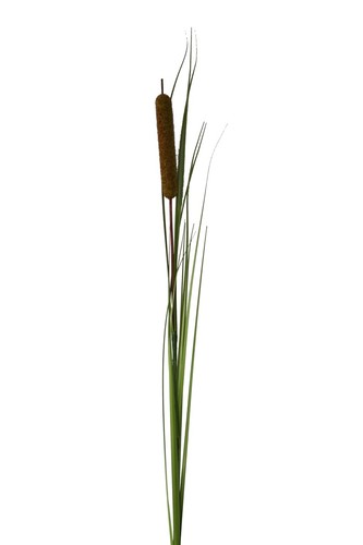 Künstliche schilfkolben gras - schilfkolben,