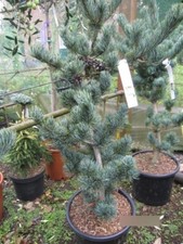 Pinus parviflora Lohmann -