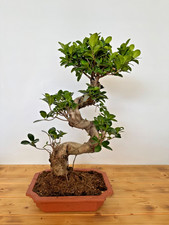 Bonsai Ficus microcarpa Nr 5216 pflegeleicht "Gummibaum" Anfänger geeignet