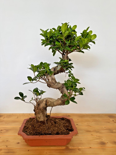 Bonsai ficus microcarpa - bonsai, nr