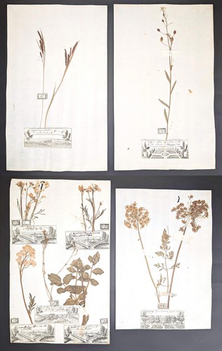 Johann jakob scheuchzer - johann,