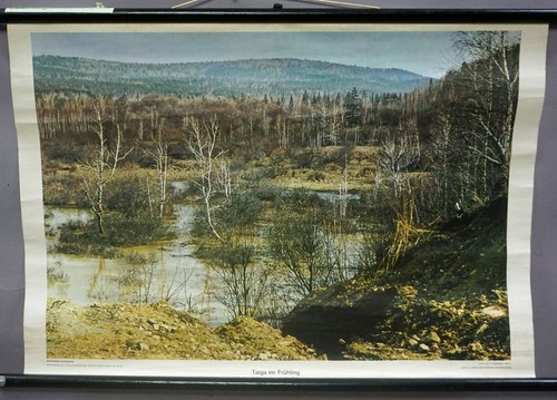 Taiga frühling - taiga, im