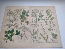 Antiker botanischer druck 1887 - antiker,