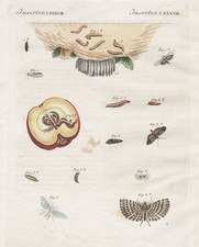 Motte Motten Moth moths