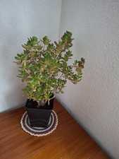 Crassula ovata pfennigbaum - ovata-, pfennigbaum-