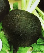 Schwarzer Rettich *Skwirska* 100+ Samen *Ukraine* Gesundes Gemüse *Radish seeds