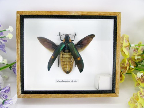 Magaloxantsa bicolor offen - ,