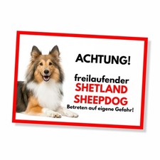 Sheltie Freilaufender Hund Dog