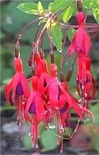 Frostharte Fuchsie für den Garten, winterharte Staude fürs Freiland, rotblühend