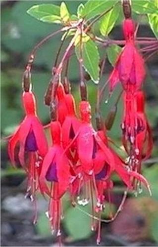 Frostharte fuchsie für - für, den
