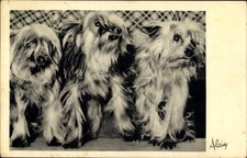 Ak Drei junge Hunde, Tierportrait, Hundeportrait - 2937510