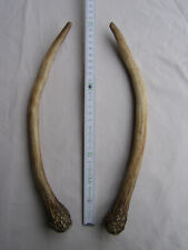 Geweihstangen Paar Rotwild-