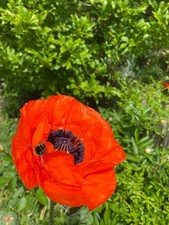 Papaver Orientale Türkischer