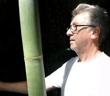 SAMEN BAMBUS Riesenbambus Gartenpflanze exotische Pflanzen frische Saat frische