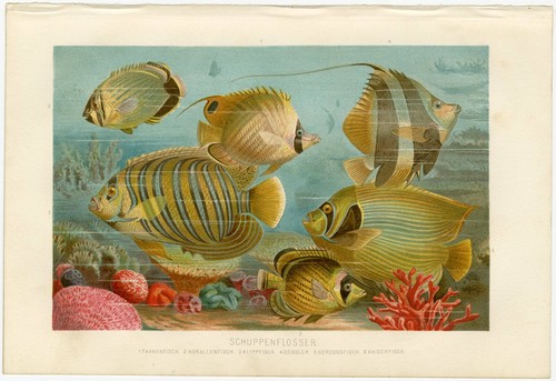 Kaiserfisch korallenfisch - kaiserfisch,