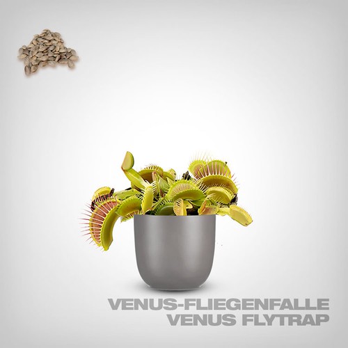 Venusfliegenfalle samen - venusfliegenfalle,