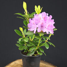 Rhododendron Grandiflorum Lila Blüten winterhart Strauch