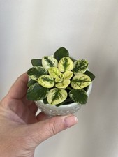 H-Etiud V Rozovom Mini Usambaraveilchen African Violet Jungpflanze