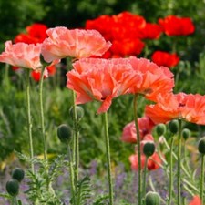 Saatgut Mohn 100-1000 Samen