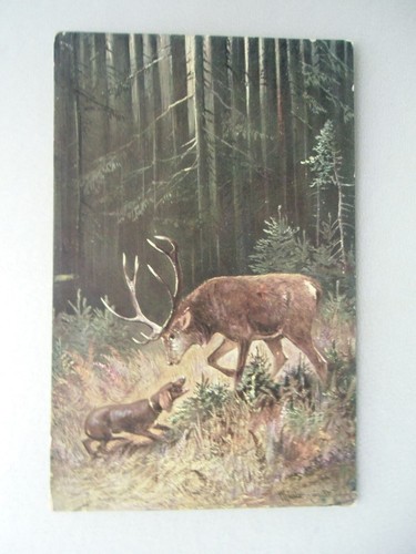 Ansichtskarte hirsch und - ansichtskarte,