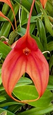Masdevallia Red Phoenix NEW blühende Pflanze Orchideen Dracula