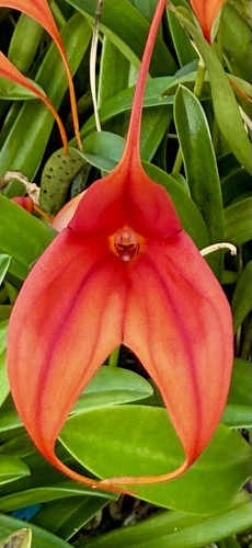 Masdevallia red phoenix new - masdevallia,