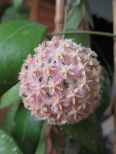 Hoya erythrostemma cotton - hoya,