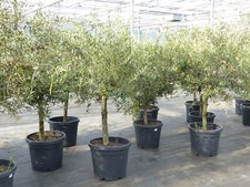 Olivenbaum Olive 15 Jahre