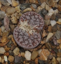20 Samen von Lithops pseudotruncatella Pink selection, erntefrisch aus 2025