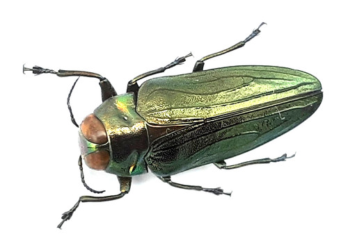 Buprestidae belionota - buprestidae,,