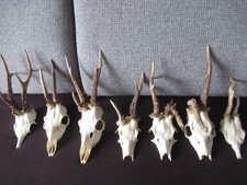 7 x verschiedene abnorme